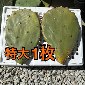 ウチワサボテン カット苗 特大サイズ 1枚 即購入○