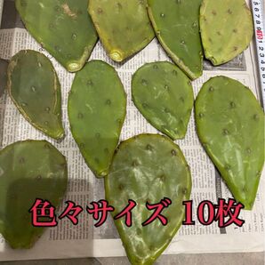 ウチワサボテン カット苗 色々サイズ 10枚 即購入○