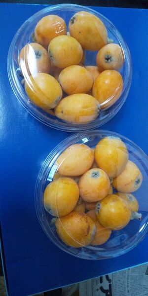初夏の味覚枇杷★我が家のビワ1kg弱 ★ジャム・びわ酒・生食 無農薬