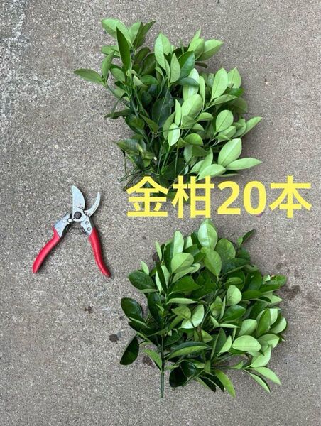 金柑の葉 蝶々の餌 青虫の餌 無農薬