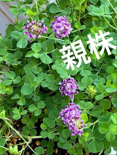 カトレアクローバー苗 クローバー 紫の花 グランドカバー 寄せ植え
