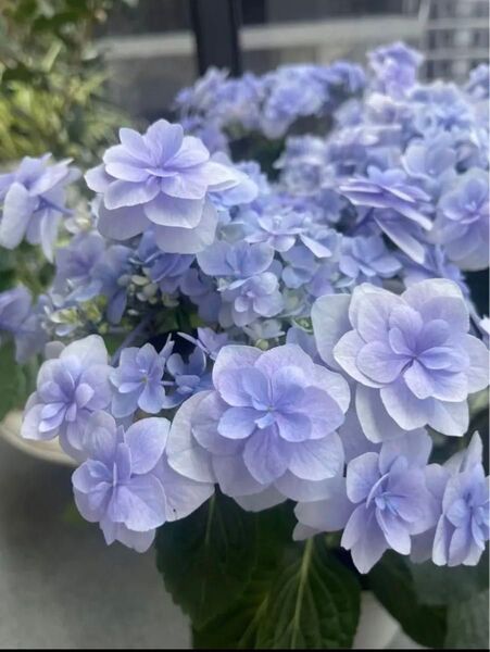 紫陽花苗