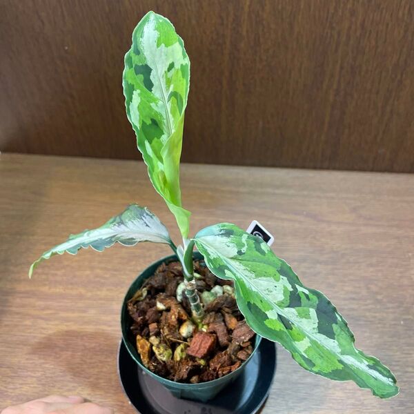②【アグラオネマピクタムトリカラー】Aglaonema Pictum Tricolorそのまま発送