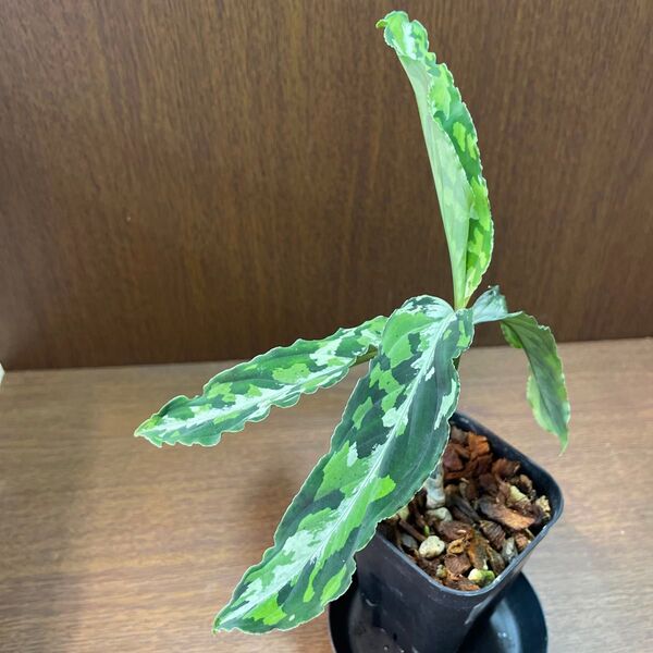 ③【アグラオネマピクタムトリカラー】Aglaonema Pictum Tricolorそのまま発送