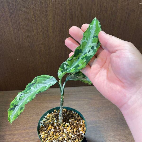 ⑤【アグラオネマピクタムトリカラー】Aglaonema Pictum Tricolorそのまま発送
