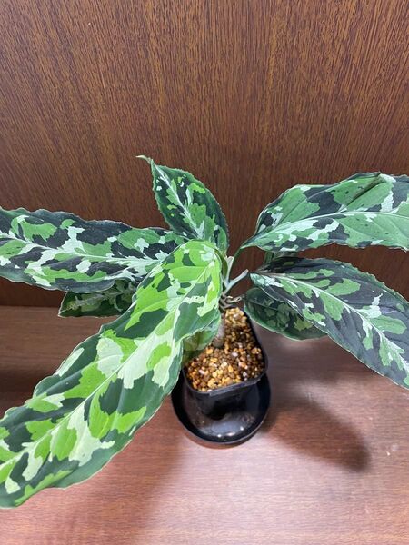 ③【アグラオネマピクタムトリカラー】Aglaonema Pictum Tricolorそのまま発送