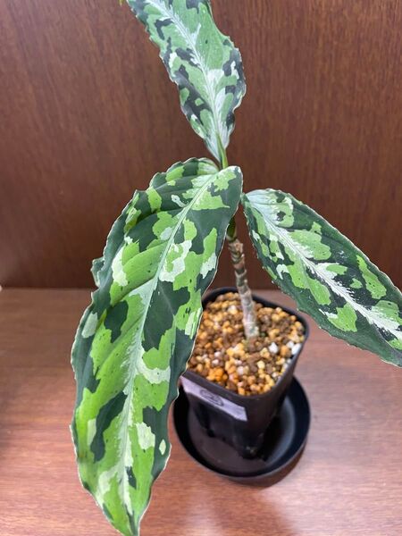 ②【アグラオネマピクタムトリカラー】Aglaonema Pictum Tricolorそのまま発送