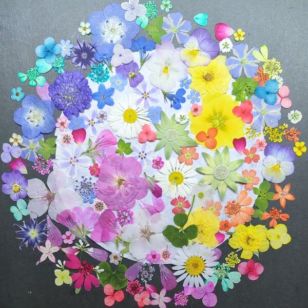 押し花素材 621
