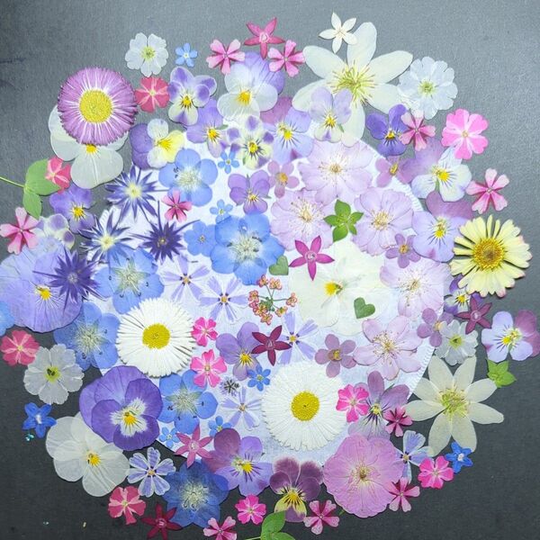 押し花素材 622