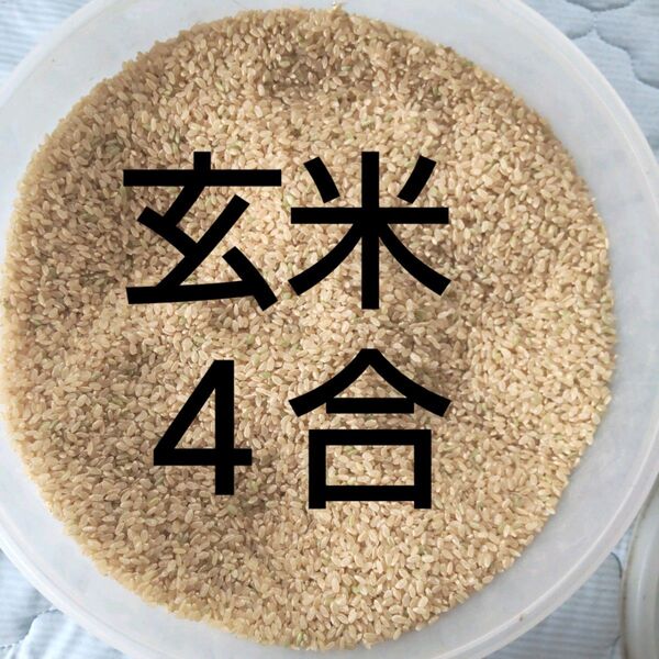 玄米4合★お試し 岐阜ハツシモ 令和6年秋収穫アウトドア キャンプ飯盒炊飯