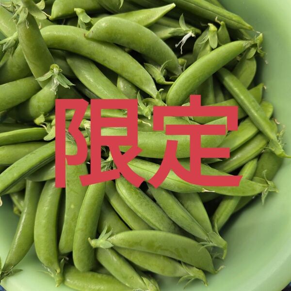 本日17時まで限定★昨日昼収獲★無農薬 きぬさや★スナップえんどう さやえんどう 両手いっぱい 本日郵便局にて夕便発送手配
