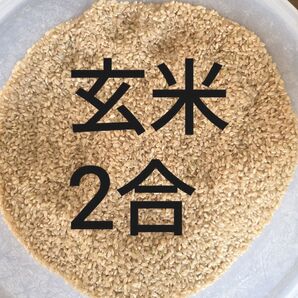 玄米2合★お試し 岐阜ハツシモ 令和6年秋収穫アウトドア キャンプ飯盒炊飯