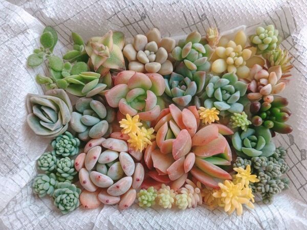 多肉植物☆ちまちま寄せ植えパック