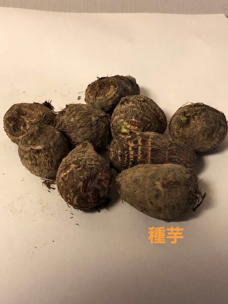 里芋の種芋 土垂れ ゆうパケットポストミニ発送 無農薬