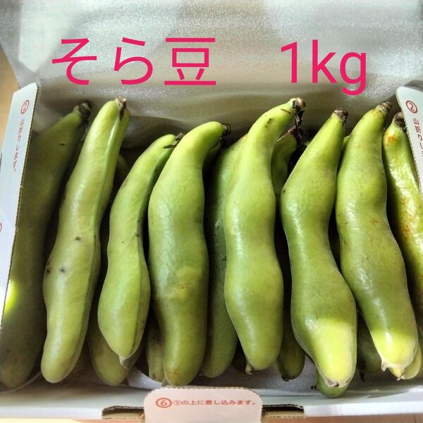 そら豆 1kg 鹿児島県産 新鮮 農家直送 送料無料