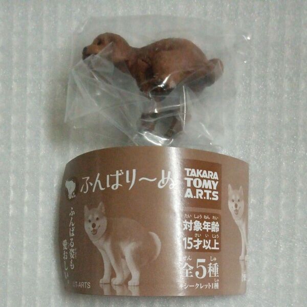 【内袋未開封】トイプードル ふんばり〜ぬ より1種 ガチャ ふんばりーぬ