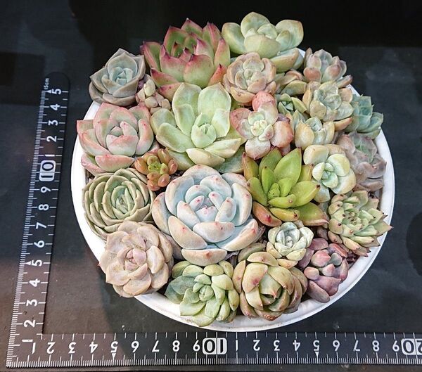 多肉植物 韓国苗 エケベリア 寄せ植え 詰め合わせセット