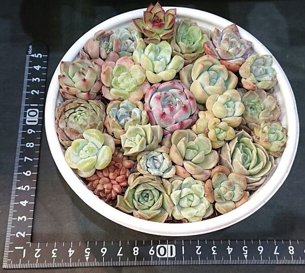 多肉植物 韓国苗 エケベリア 寄せ植え 詰め合わせセット