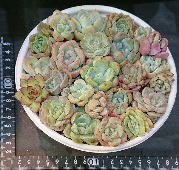 多肉植物 韓国苗 エケベリア 寄せ植え 詰め合わせセット