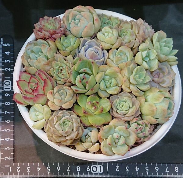 多肉植物 韓国苗 エケベリア 寄せ植え 詰め合わせセット