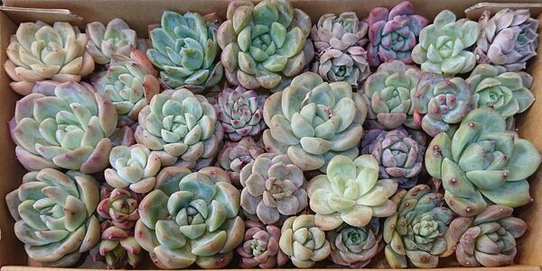 多肉植物 韓国苗 エケベリア 寄せ植え 詰め合わせセット