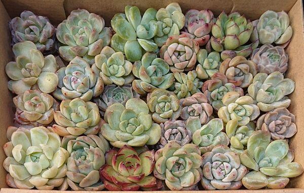訳あり 多肉植物 韓国苗 エケベリア 寄せ植え 詰め合わせセット