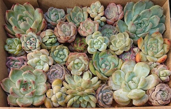 多肉植物 韓国苗 エケベリア 寄せ植え 詰め合わせセット
