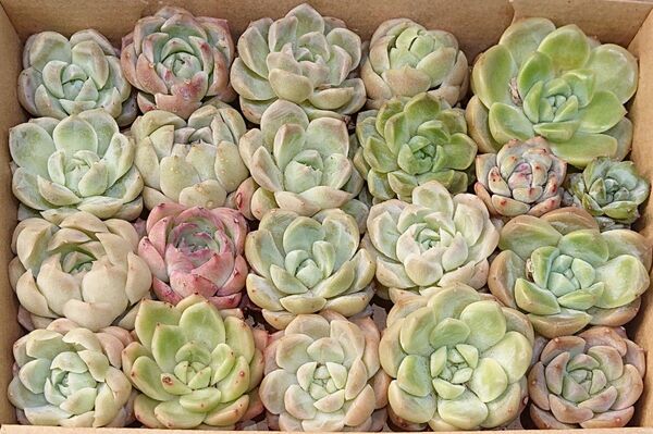 多肉植物 韓国苗 エケベリア 寄せ植え 詰め合わせセット