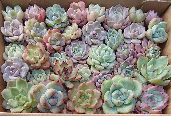 多肉植物 韓国苗 エケベリア 寄せ植え 詰め合わせセット