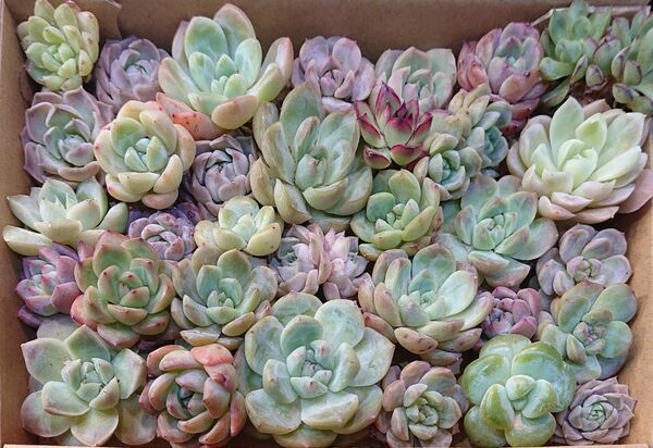 多肉植物 韓国苗 エケベリア 寄せ植え 詰め合わせセット