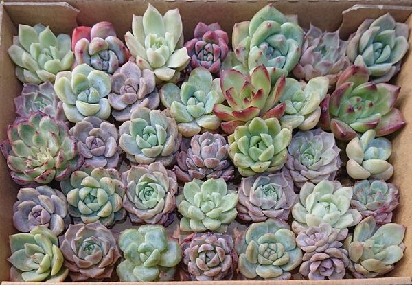 多肉植物 韓国苗 エケベリア 寄せ植え 詰め合わせセット