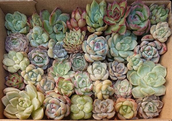 訳あり 多肉植物韓国苗 エケベリア 寄せ植え 詰め合わせセット