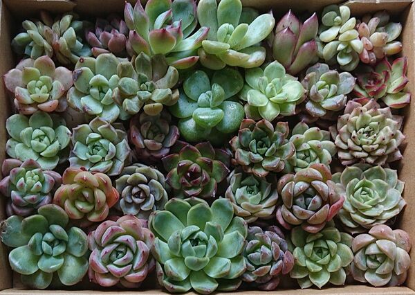 多肉植物 韓国苗 エケベリア 寄せ植え 詰め合わせセット