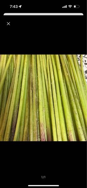 無農薬!!美味しい! 蕗 800g