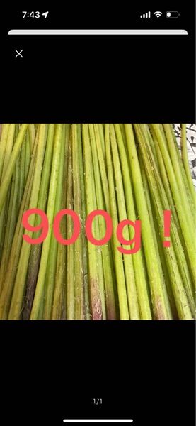 無農薬!!美味しい! 蕗 900g