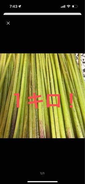無農薬!!美味しい! 蕗 1キロ!!