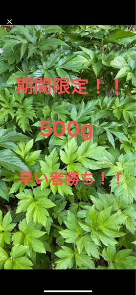 期間限定!!明日葉 硬めの葉 500g 幼虫 蝶々 うさぎさん モルモットに