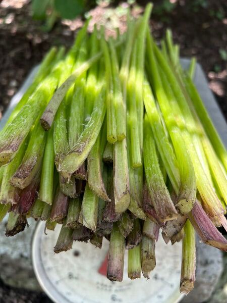 美味しい 天然蕗 無農薬 ふき 800g