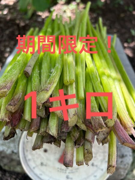 美味しい 天然蕗 無農薬 ふき 1キロ 細めの蕗 きゃらぶき用