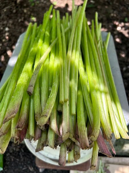 美味しい 天然蕗 無農薬 ふき 1キロ 細めの蕗 きゃらぶき用