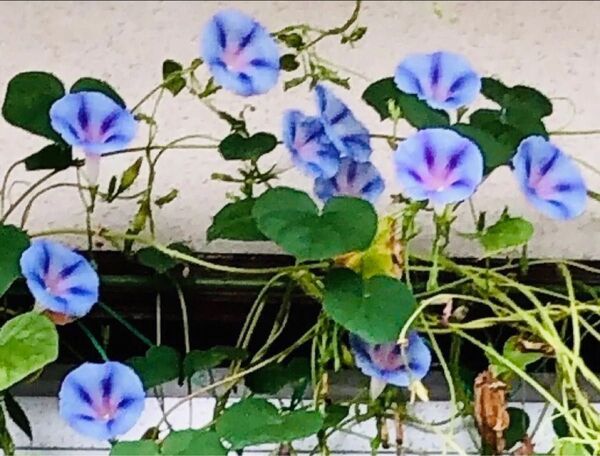 西洋朝顔の種 アサガオの種 あさがおの種 朝顔の種 ヘーゼルウッドブルーズ