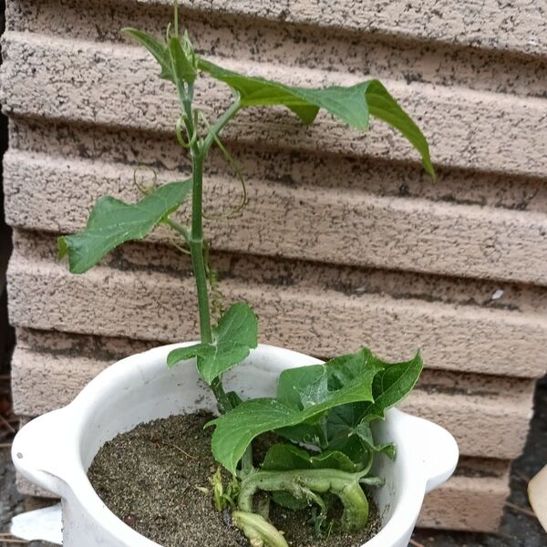 緑ハヤトウリ苗無農薬栽培送料無料