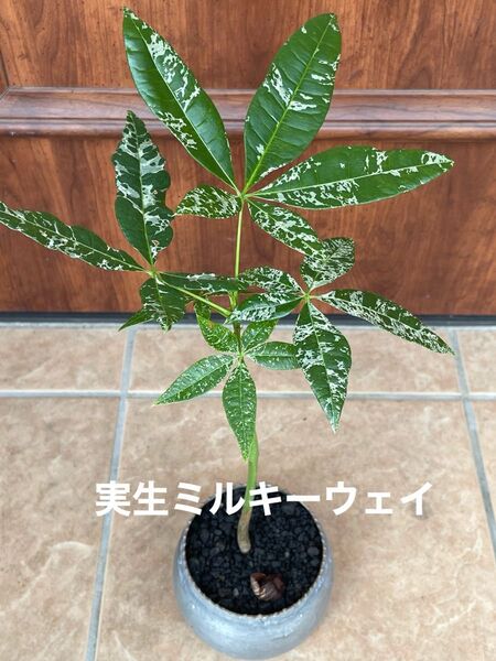 【実生】斑入りパキラ ミルキーウェイ/鉢付【現品】