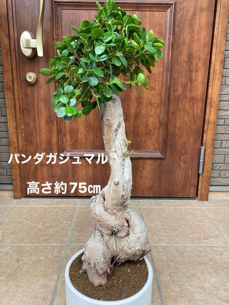 【現品】1点物/パンダガジュマル【鉢込、下皿付/8号相当】