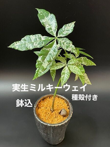 【実生】斑入りパキラ ミルキーウェイ/鉢付【現品】