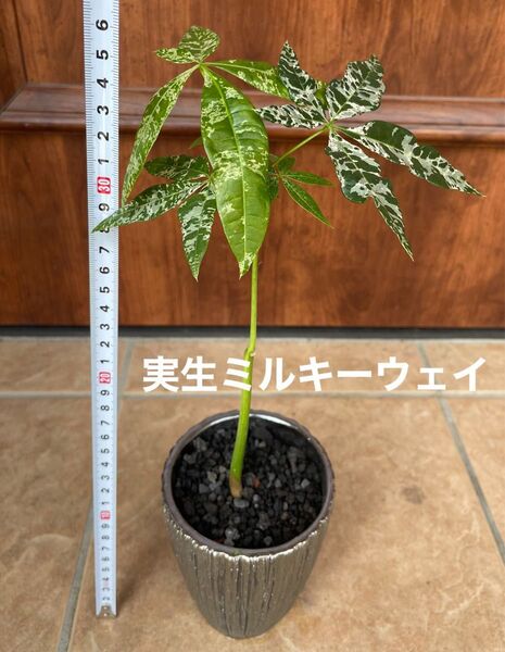 【実生】斑入りパキラ ミルキーウェイ/鉢付【現品】