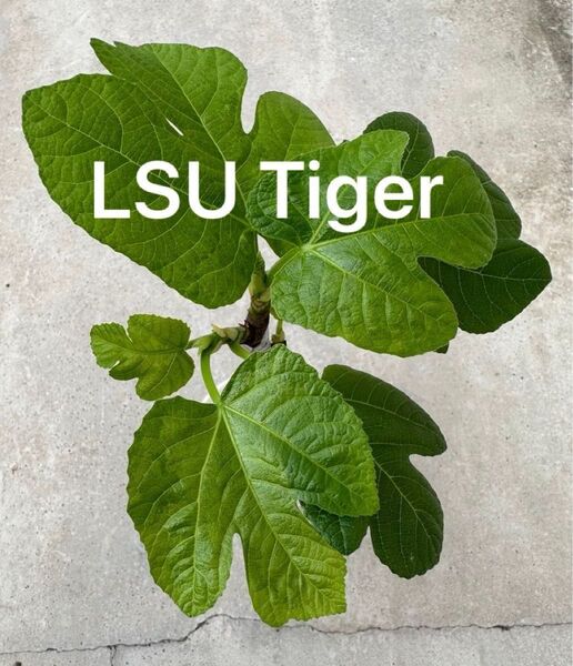 LSUタイガー LSU Tiger 挿木小苗 イチジク