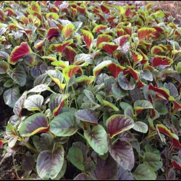 野菜種子 赤ひゆ菜 紅杏菜 ヒユナ(バイアム)米茜(アカザ)種 100粒