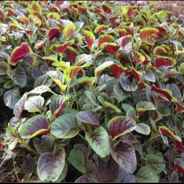 野菜種子 赤ひゆ菜 紅杏菜 ヒユナ(バイアム)米茜(アカザ)種 100粒以上