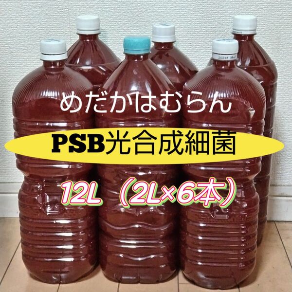 PSB光合成細菌(自家培養)12L(2L×6本)
